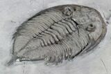 Dalmanites Trilobite Fossil - New York #99083-5